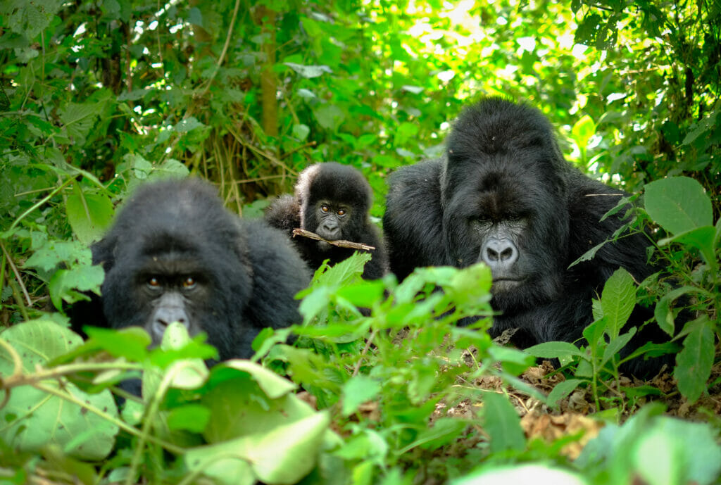 3-Day Gorilla Trekking Safari in Bwindi Uganda