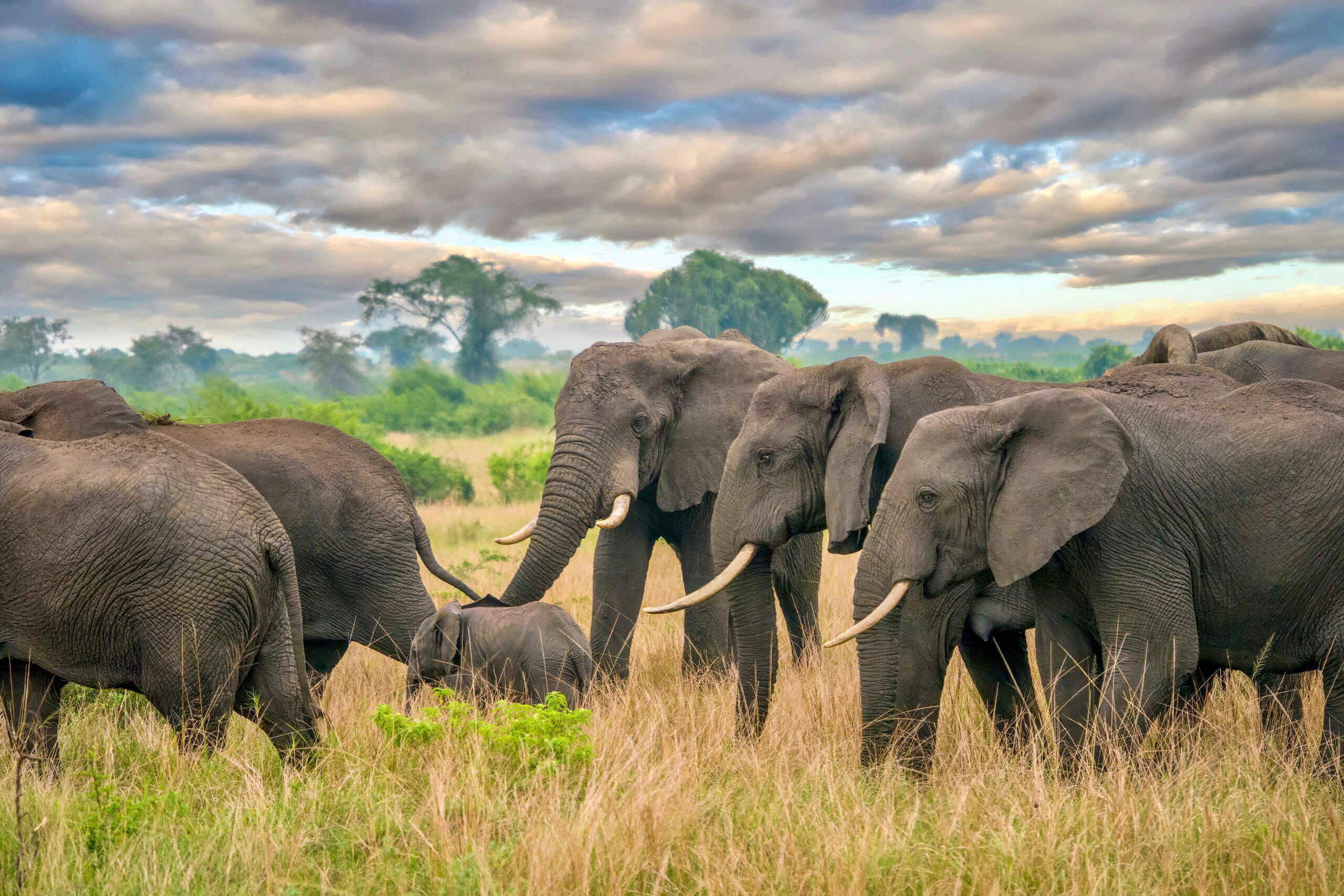 Halal Uganda safari packages