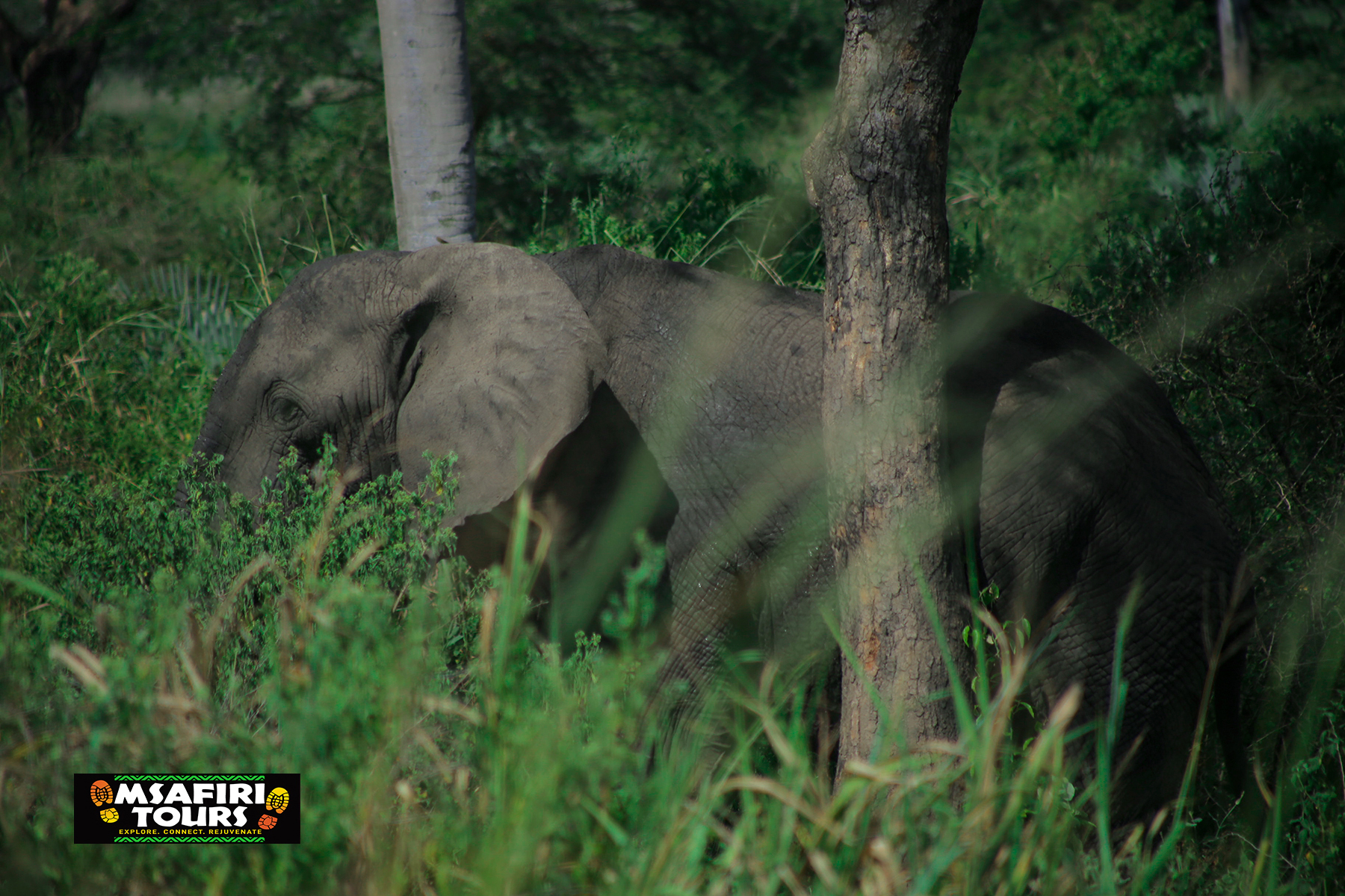 Uganda Night Game Drive Safari