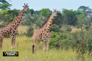 Working staff breaks in Uganda