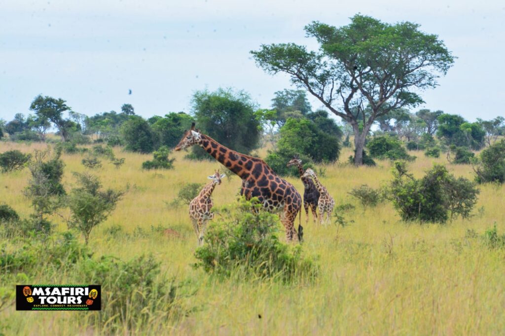 5 Days Murchison Falls National Park Safari
