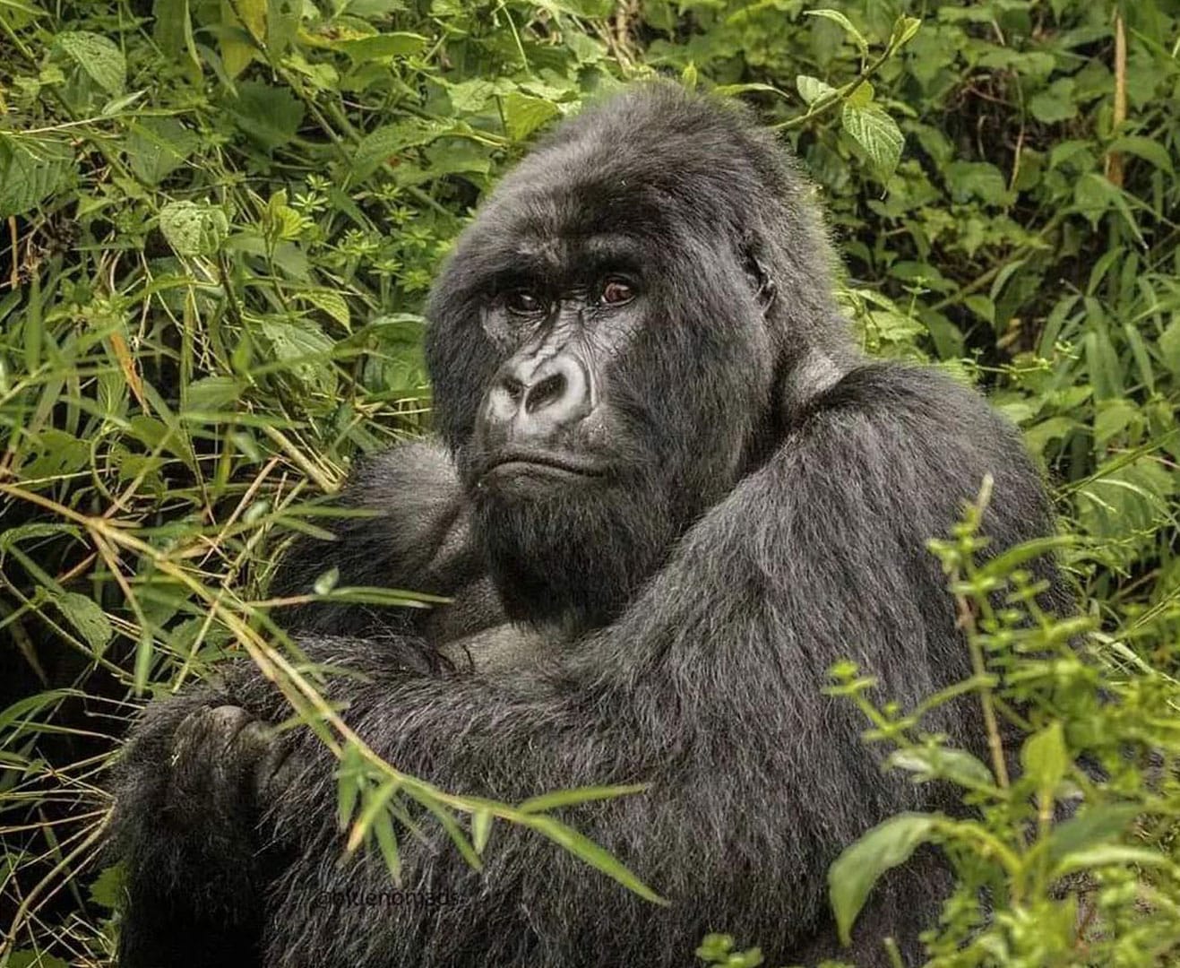 Uganda Gorilla Safaris for Student Groups & Schools