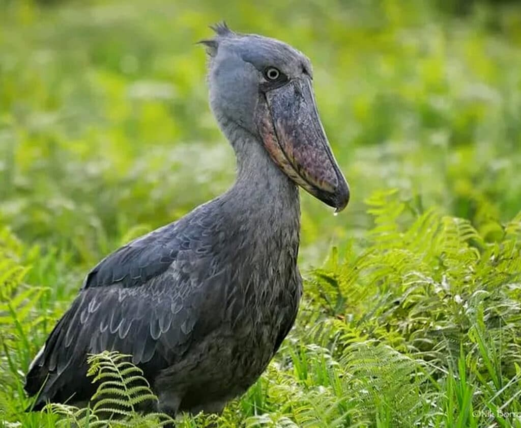 bird-watching-safaris