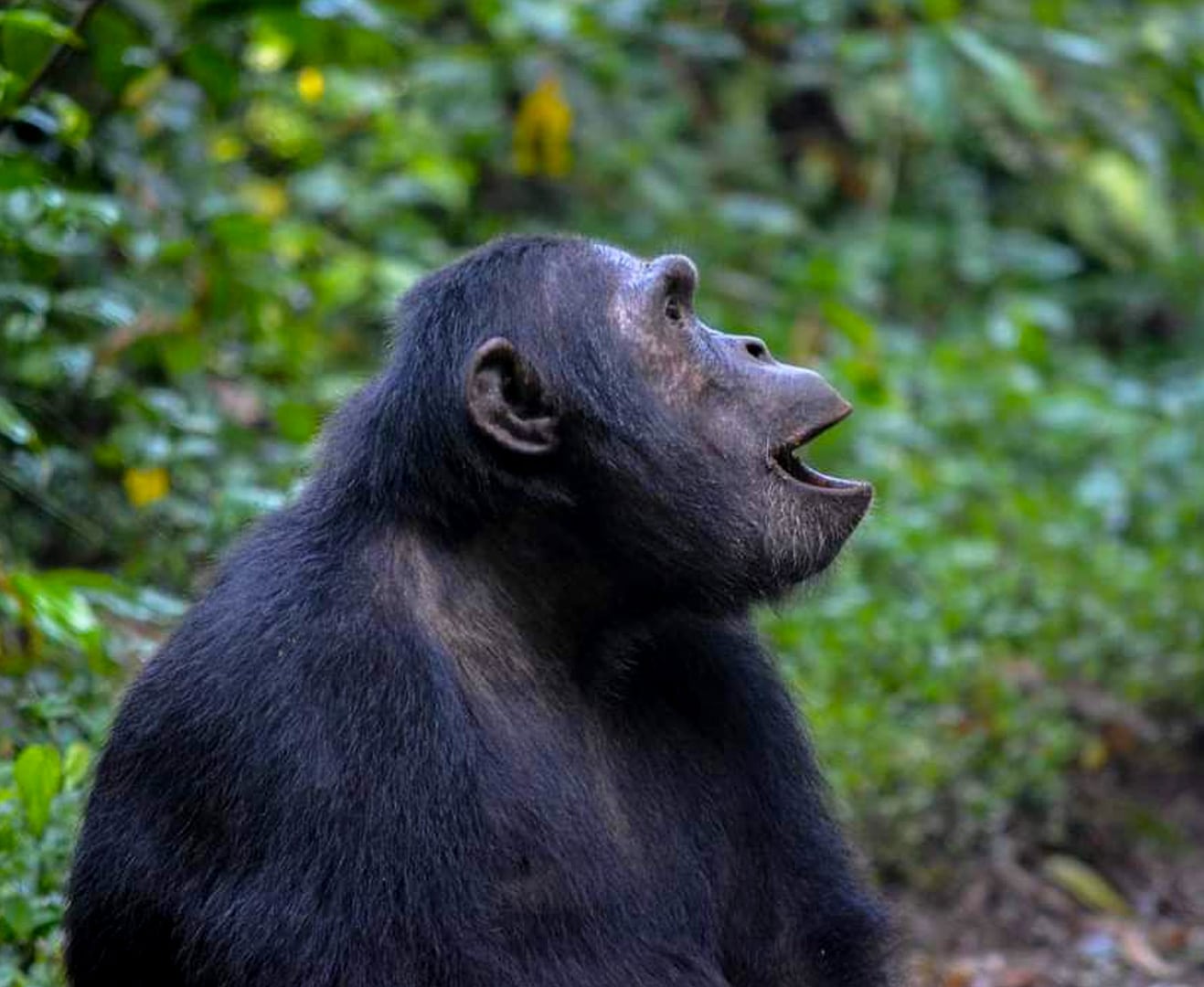 Chimpanzee Trekking Adventures in Uganda