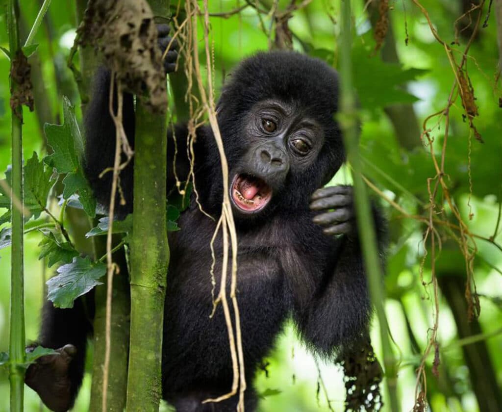Uganda Gorilla Safaris for Student Groups & Schools