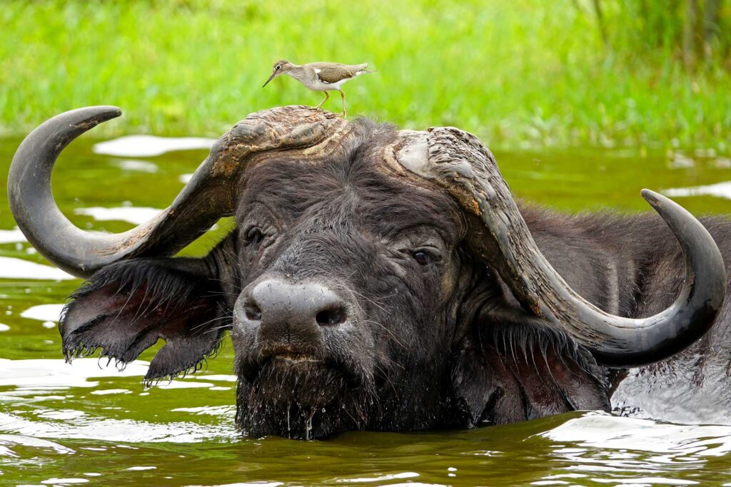 15-Day Eastern Uganda Tour