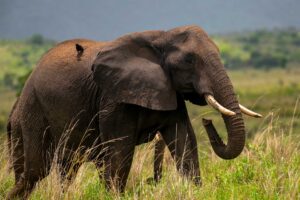 elephant grazing