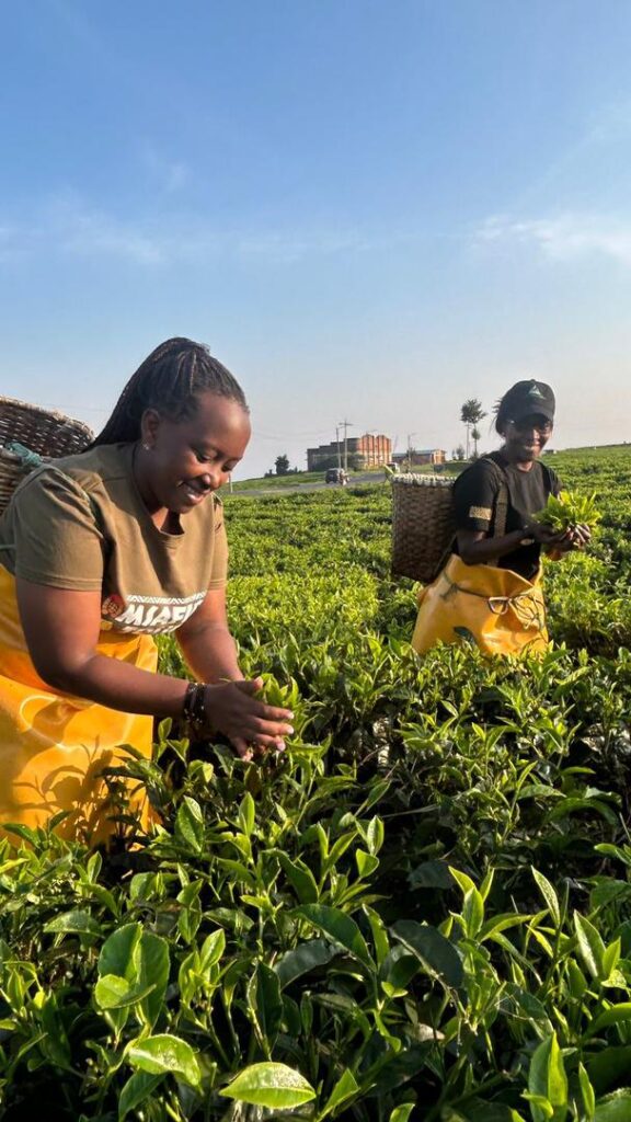 Uganda Tea Tours