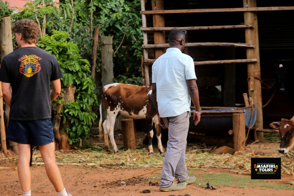 Veterinary elective Internship in Uganda