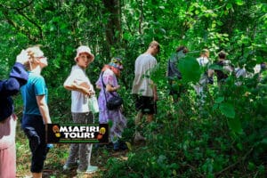 Forest Bathing Trips in Uganda