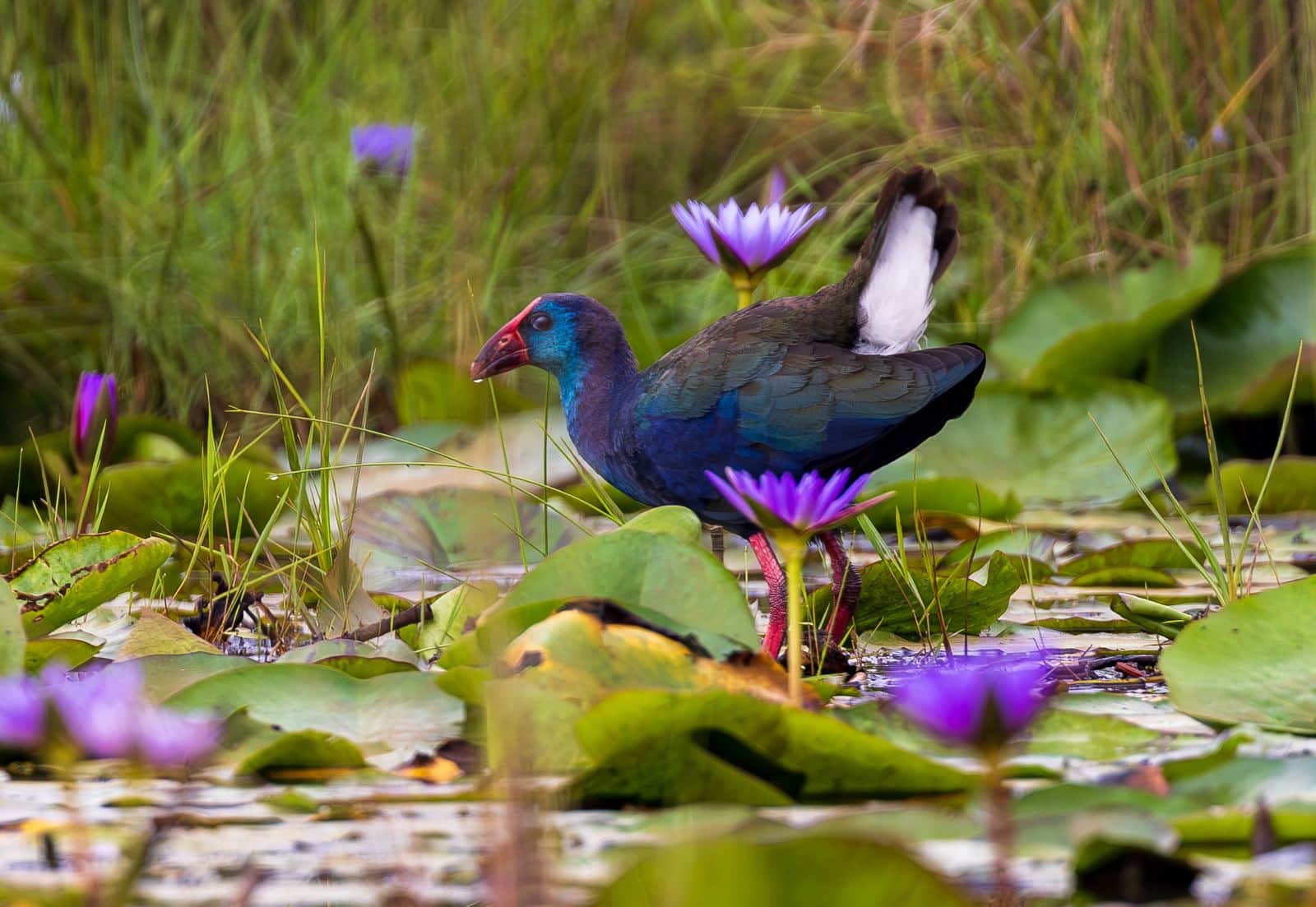 Step by step guide to planning a Uganda holiday